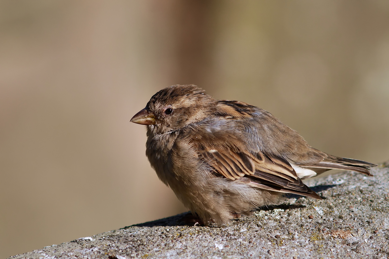 Haussperling, Spatz