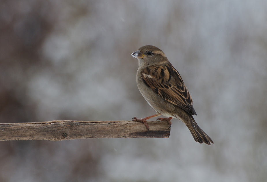 Haussperling (Spatz)