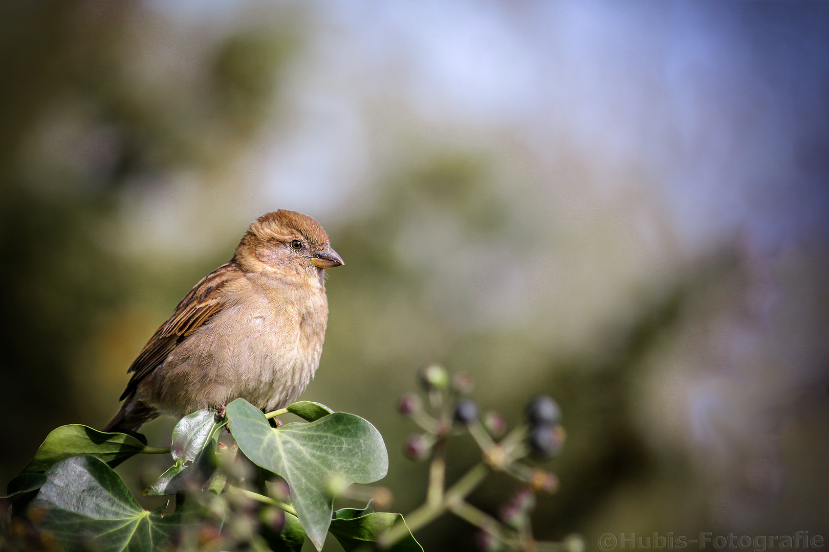 Haussperling / Spatz