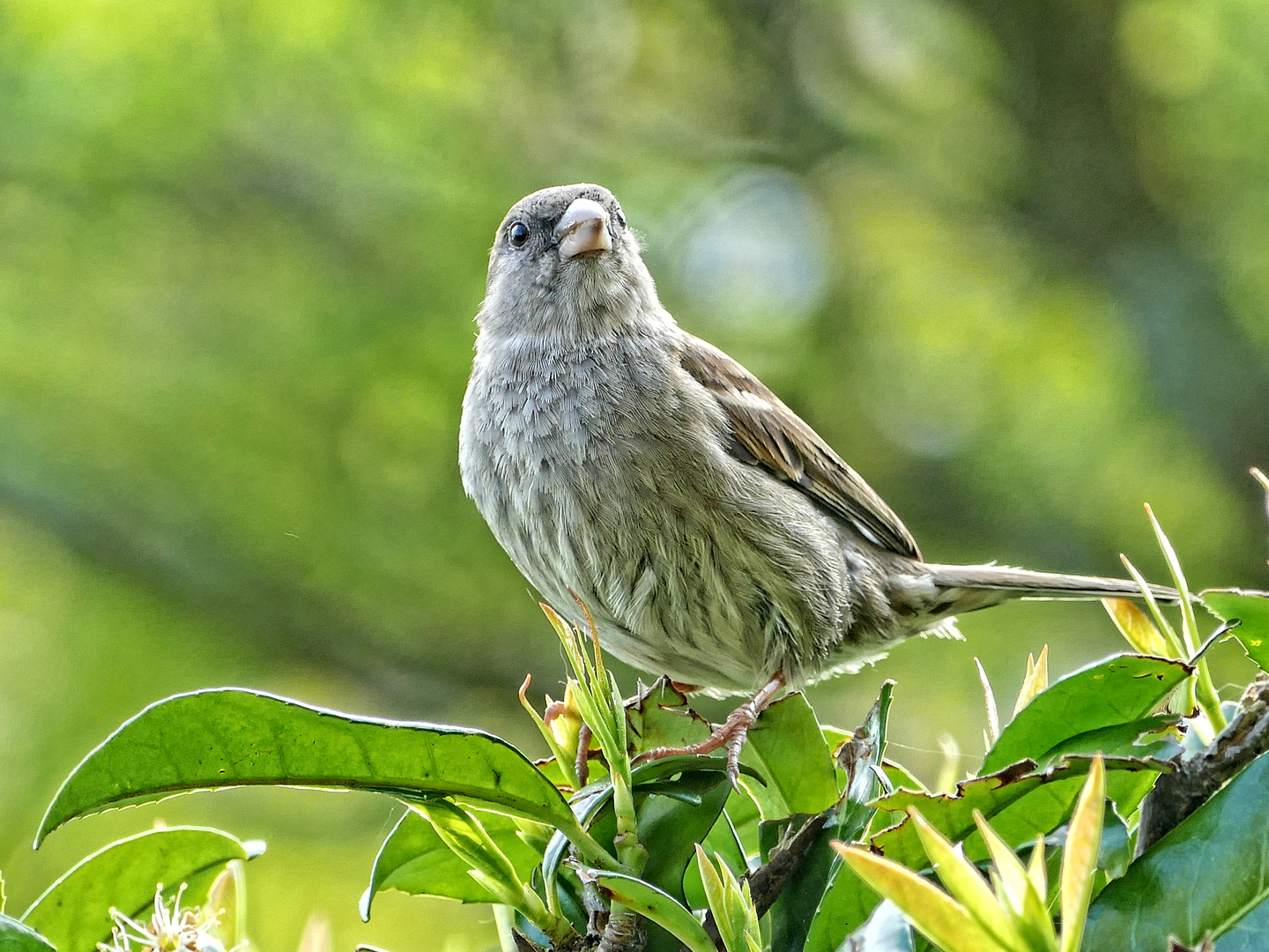 Haussperling - Spatz