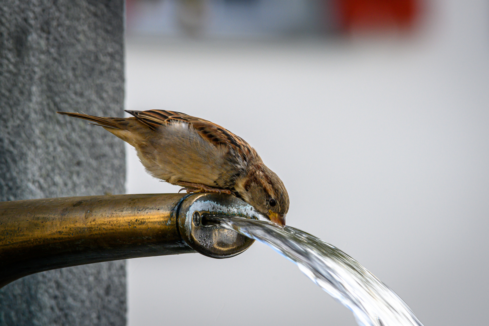 Haussperling (Spatz) am Brunnen