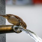 Haussperling (Spatz) am Brunnen