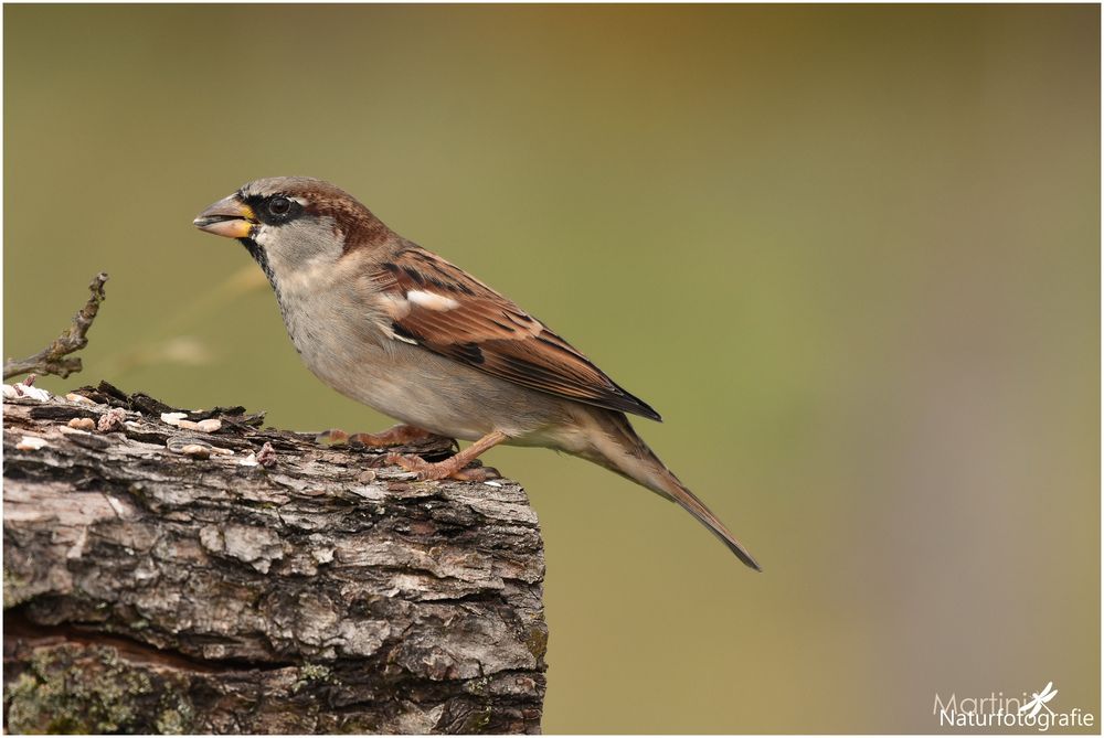 Haussperling (Spatz)