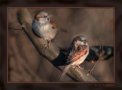 Haussperling / Spatz