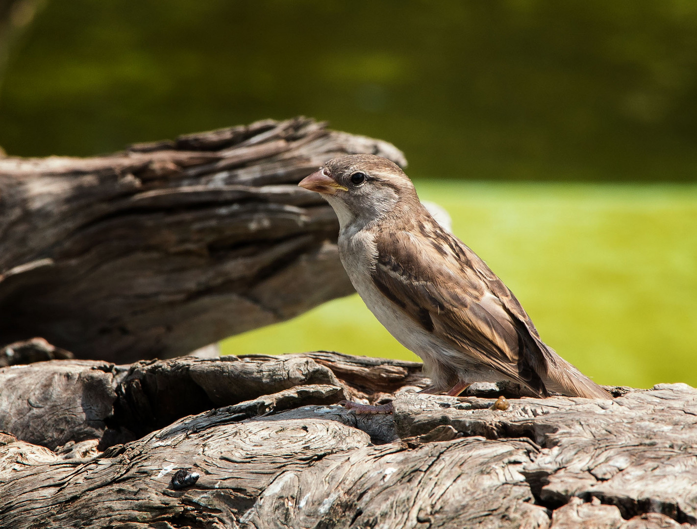 Haussperling (Spatz)