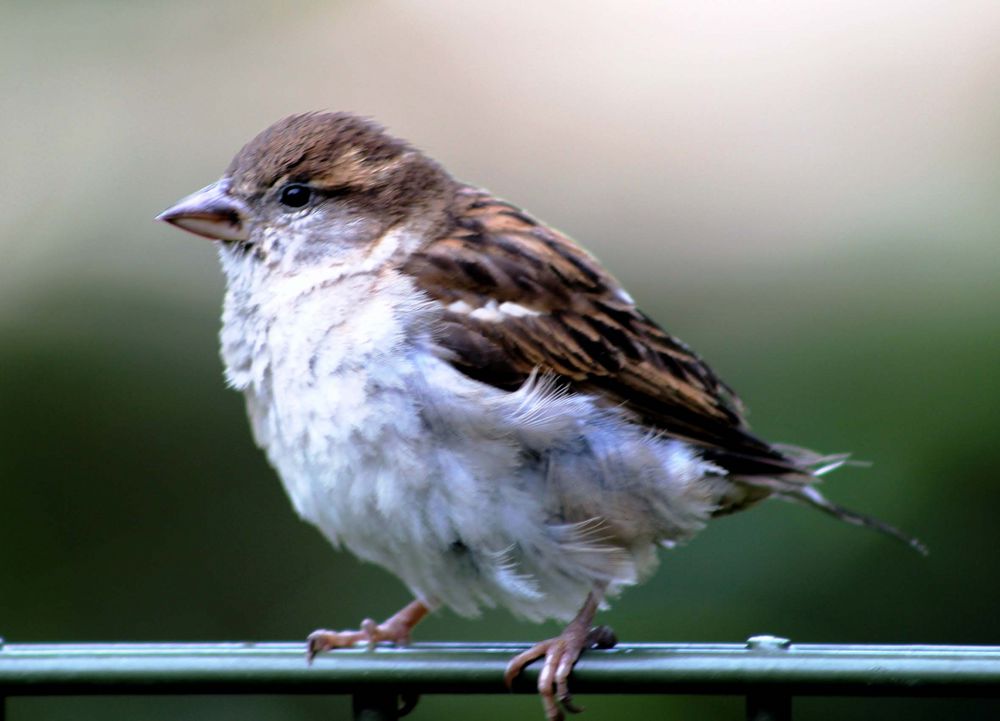 Haussperling (Spatz) im Kölner Zoo