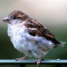 Haussperling (Spatz) im Kölner Zoo