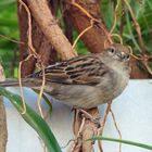 Haussperling - Spatz im Zoo