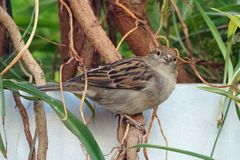 Haussperling - Spatz im Zoo