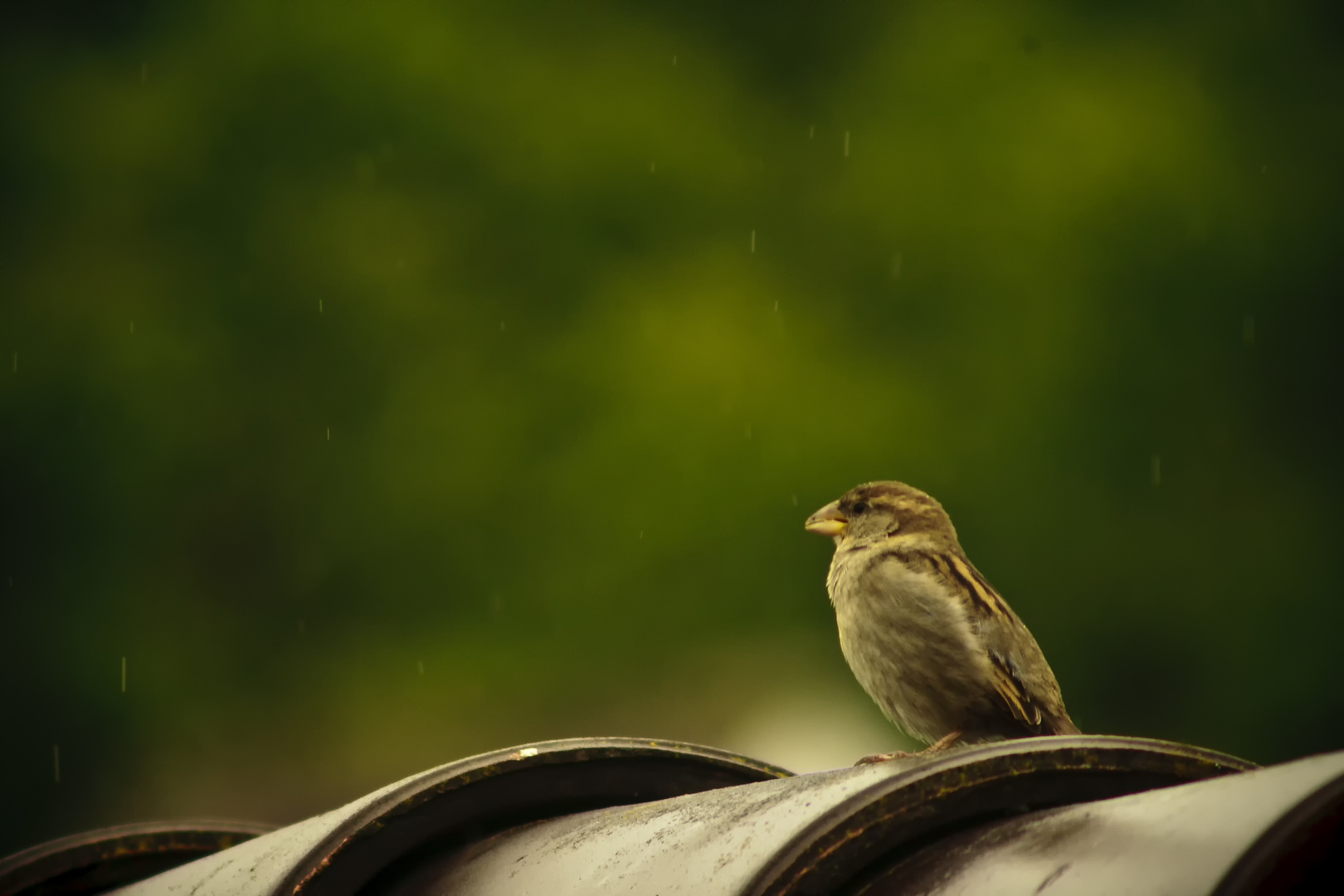 Haussperling / Spatz macht eine Regenpause 