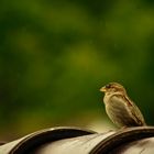 Haussperling / Spatz macht eine Regenpause 