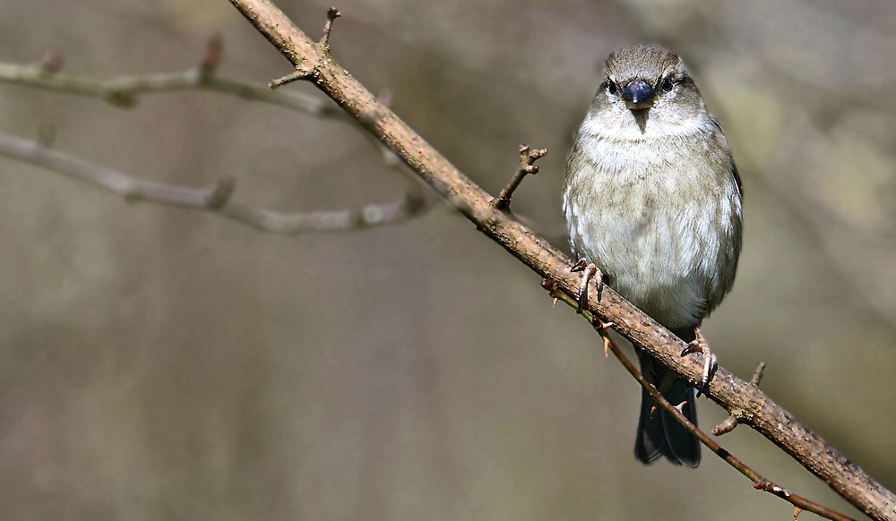 "Haussperling - stimmt doch oder"?