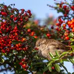 Haussperling und die Beeren in Rot