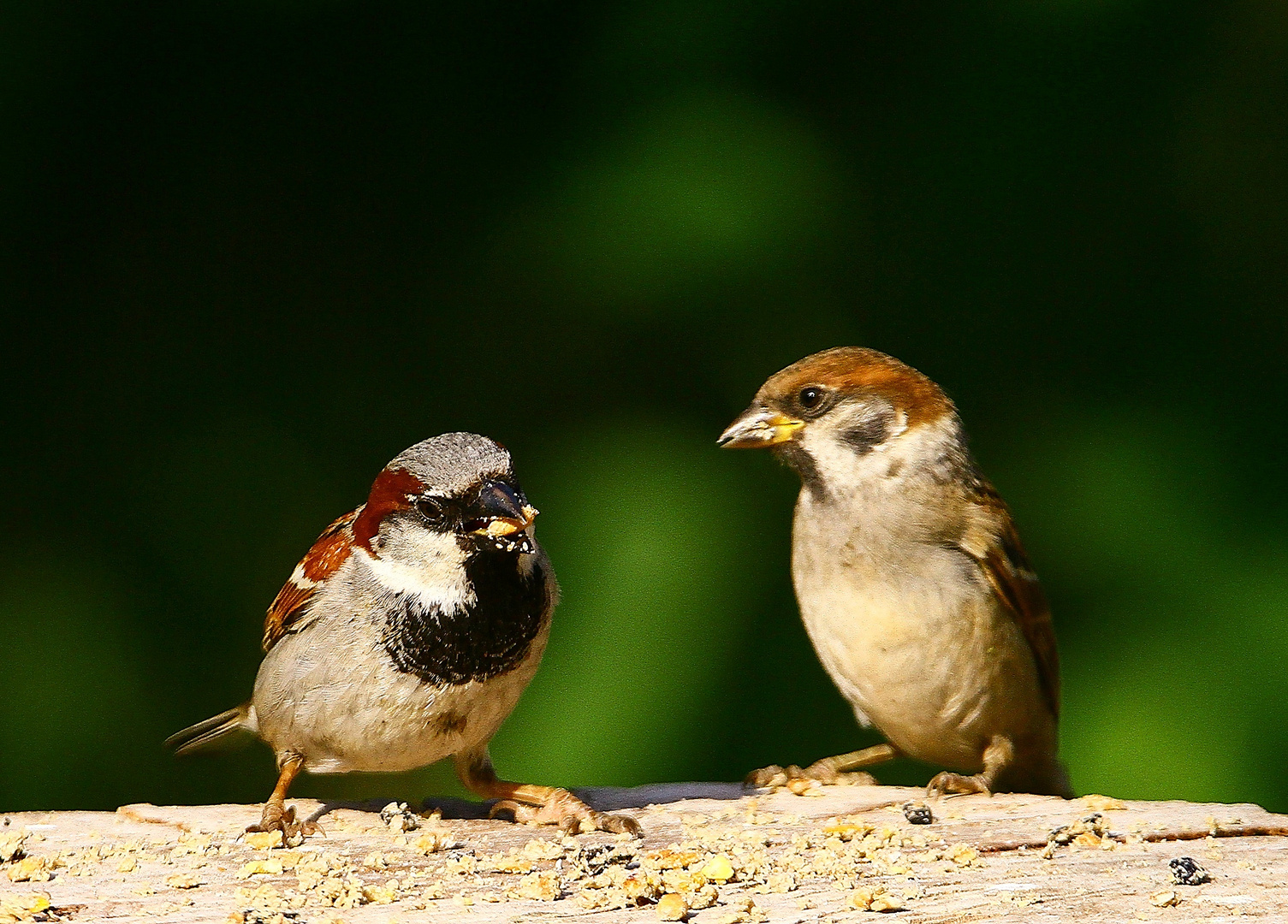 Haussperling und Spatz