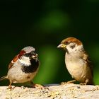 Haussperling und Spatz