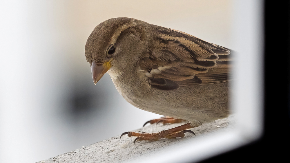 Haussperling - Vogel des Jahres 2015 des SVS/BirdLife Schweiz