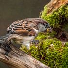 "HAUSSPERLING" - was mag er denn Denken?