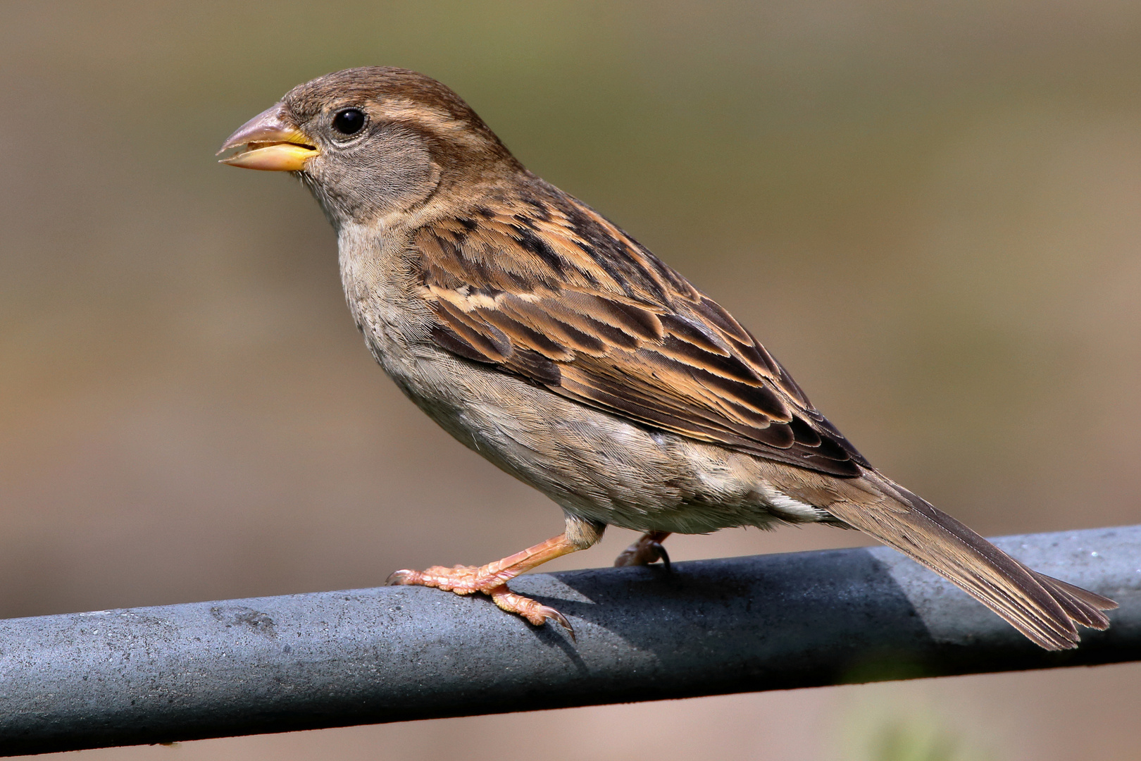 Haussperling - Weibchen