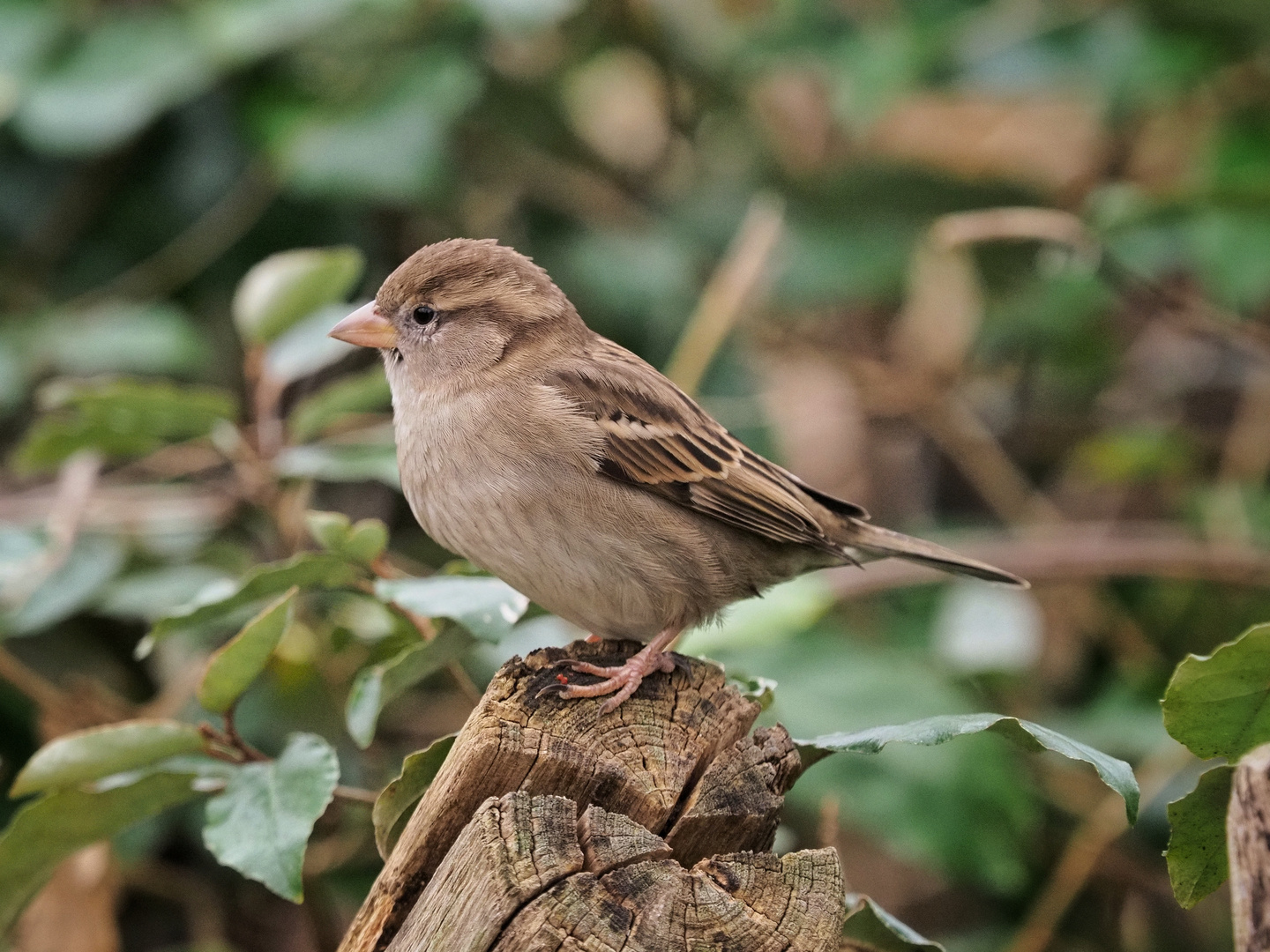 Haussperling (Weibchen)