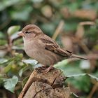 Haussperling (Weibchen)