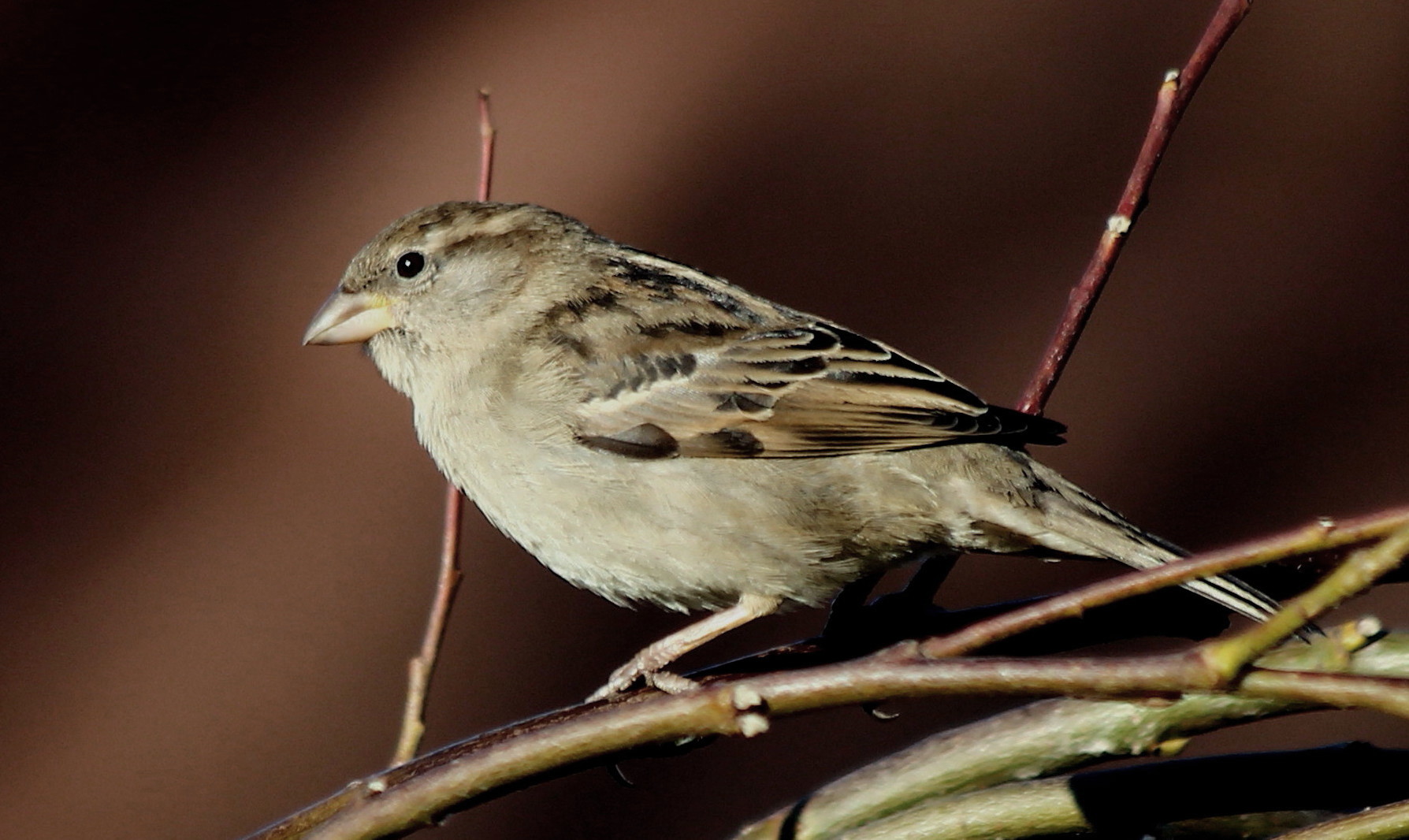 Haussperling (Weibchen)