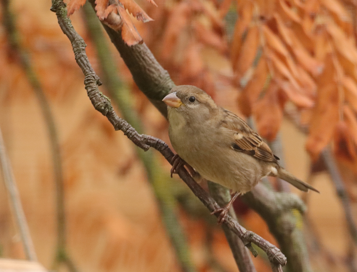 Haussperling Weibchen