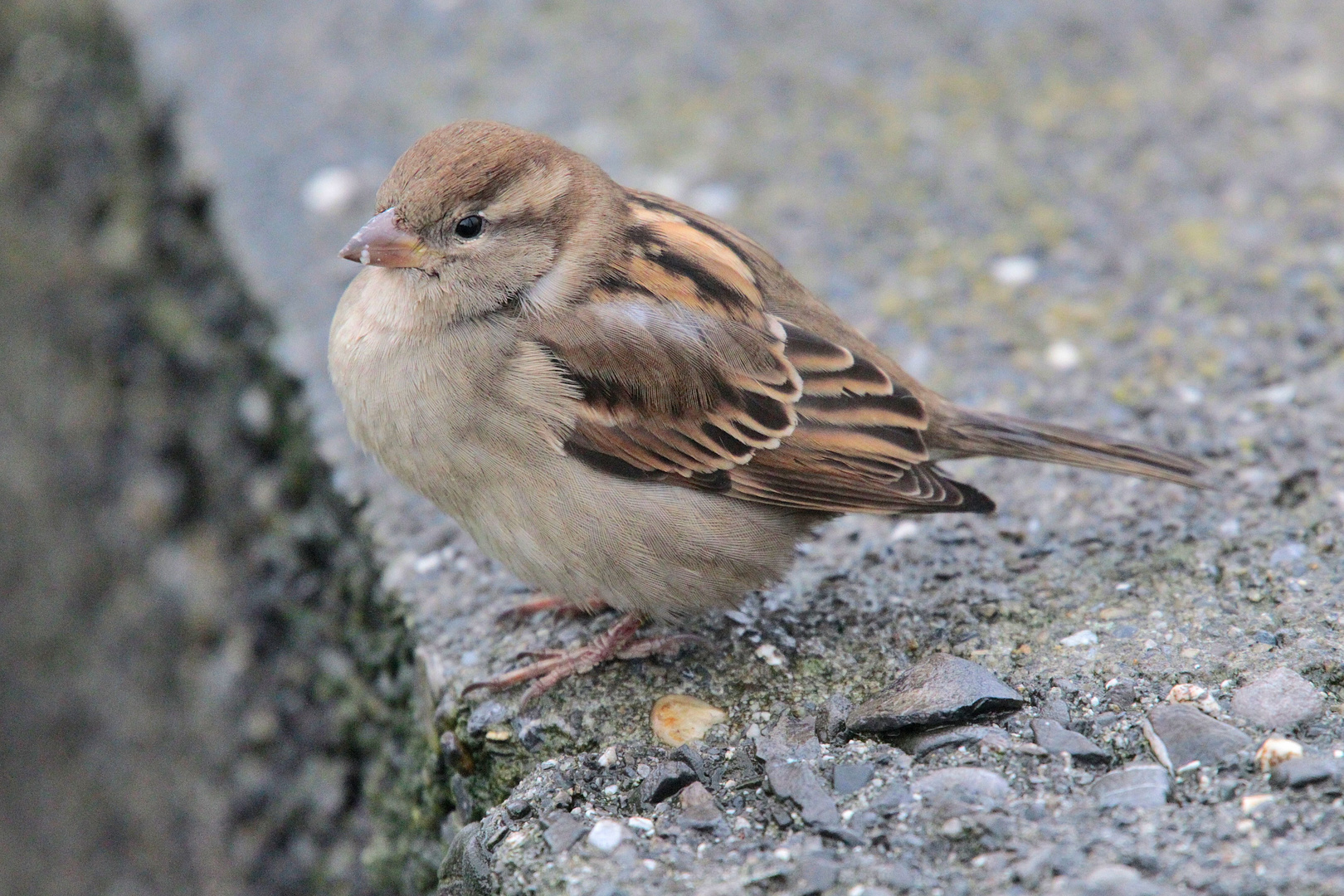 Haussperling Weibchen adult:-)