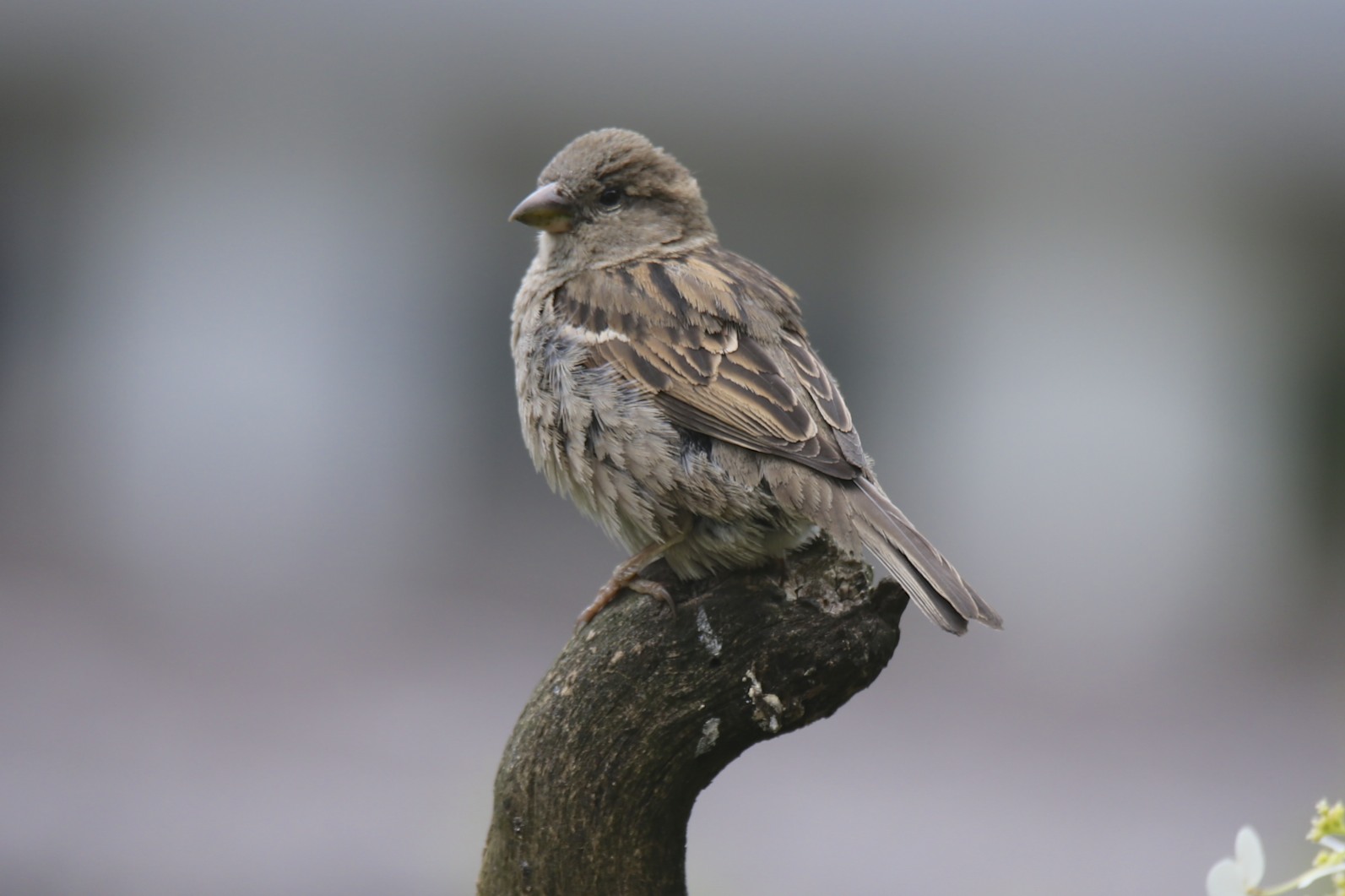 Haussperling Weibchen