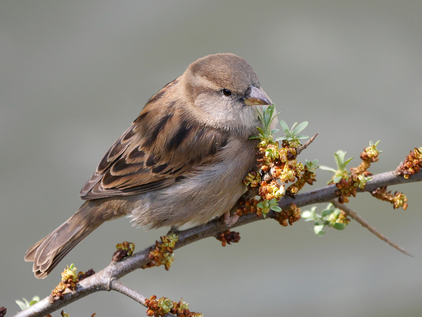 Haussperling ( Weibchen )