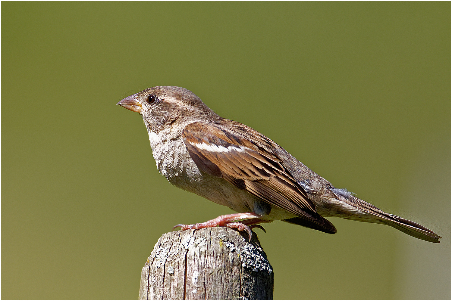 Haussperling Weibchen (Passer domesticus)