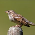 Haussperling Weibchen (Passer domesticus)