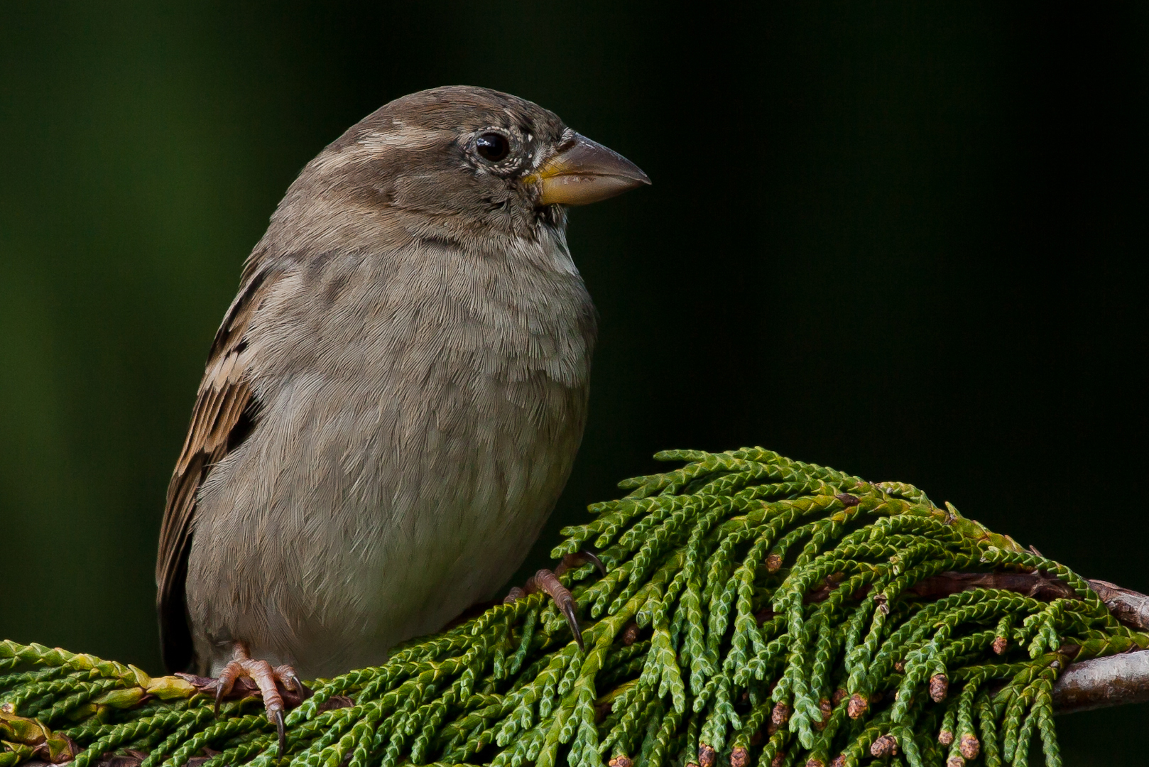 Haussperling - weiblich (?)