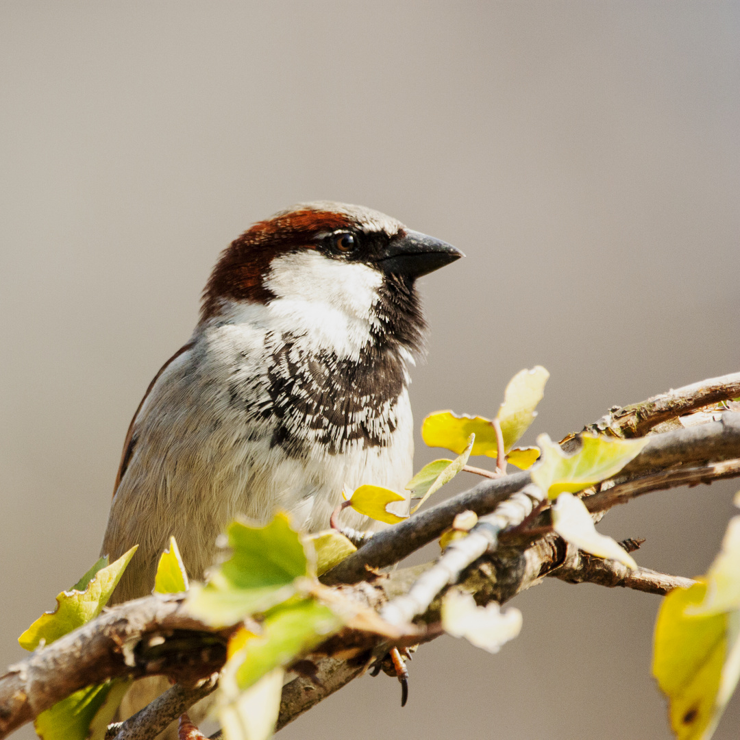 Haussperling zu Besuch