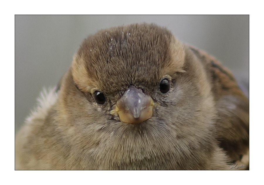 Haussperling04 - Der Blick!