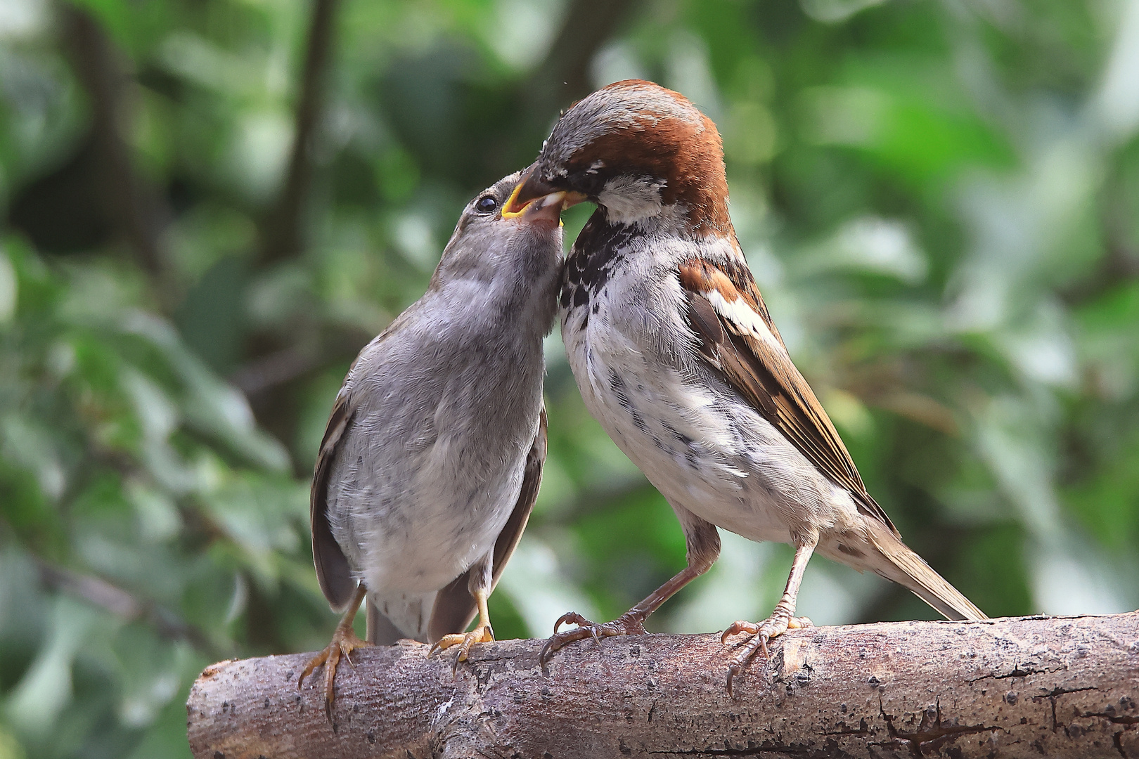 Haussperlinge (Passer domesticus)