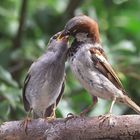 Haussperlinge (Passer domesticus)