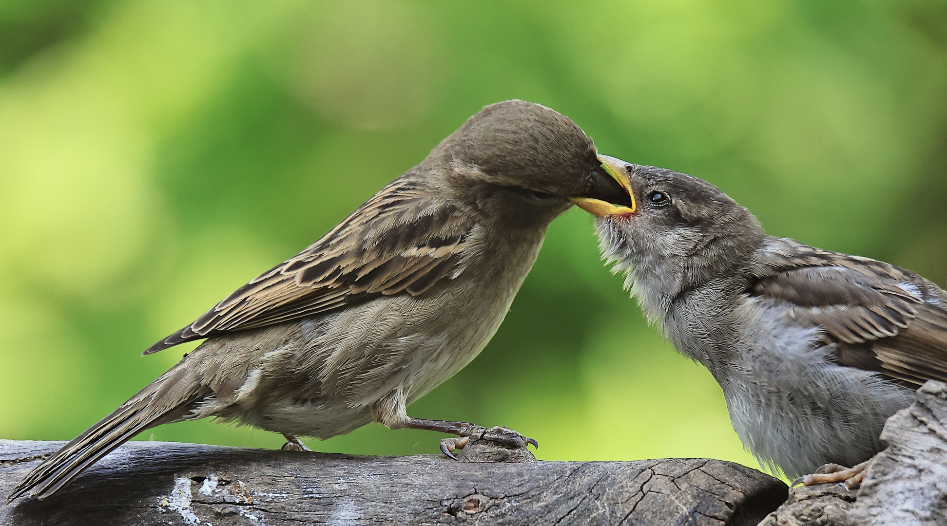 Haussperlinge (Passer domesticus)