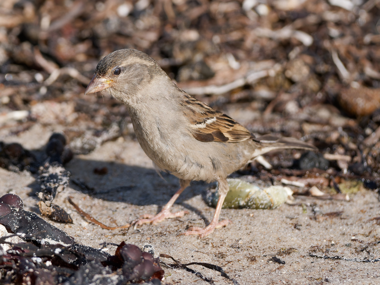  Haussperlinghenne am Strand 