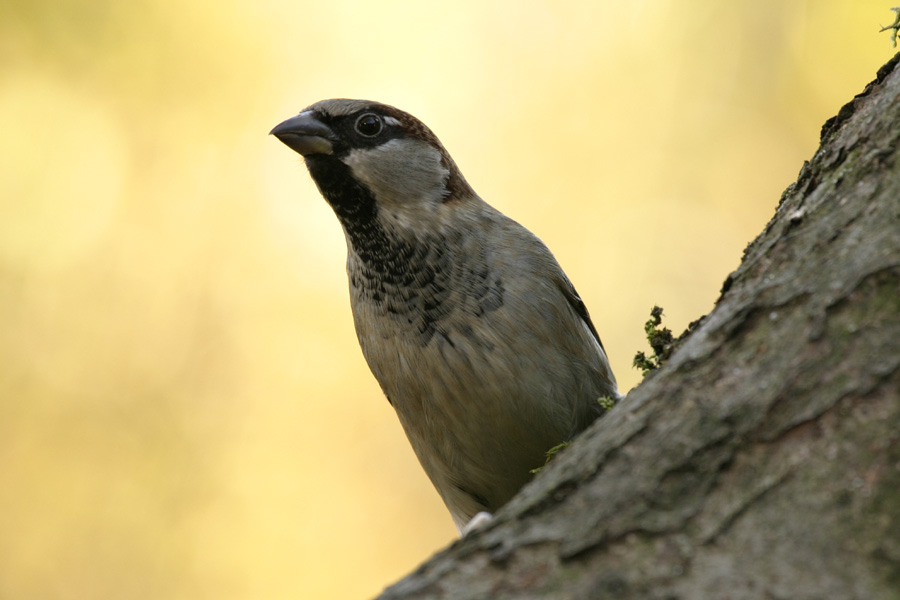 Haussperlingmännchen