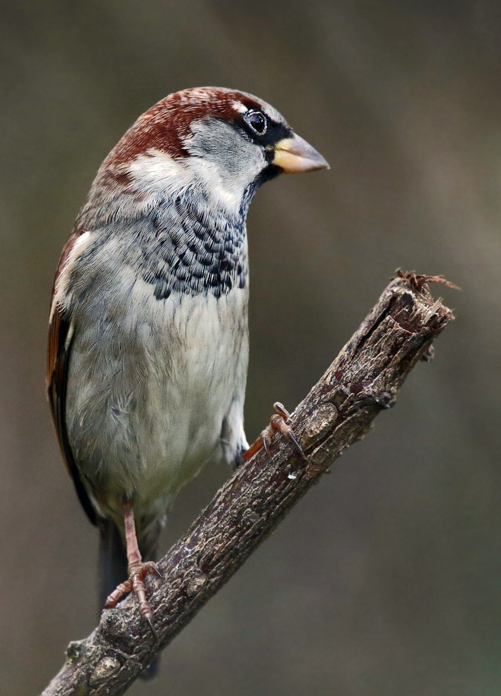 "Haussperling's Adlerblick"