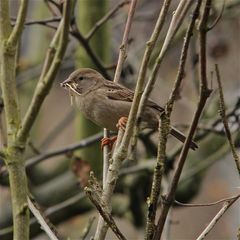 Haussperlingsweibchen (Passer domesticus) beim Sammeln von Nistmaterial