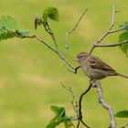 Haussperlingweibchen im Haselnussstrauch