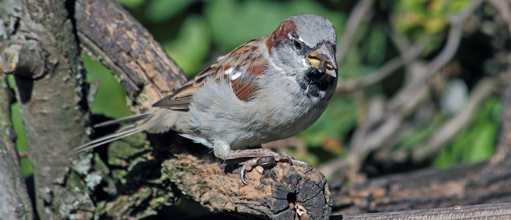 Haussperrling an der Frühstückstheke