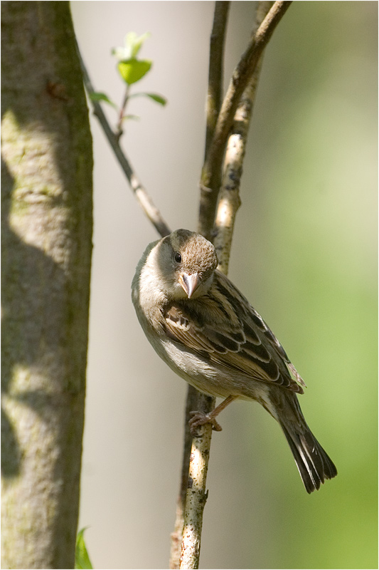 Haussperrling in Pose