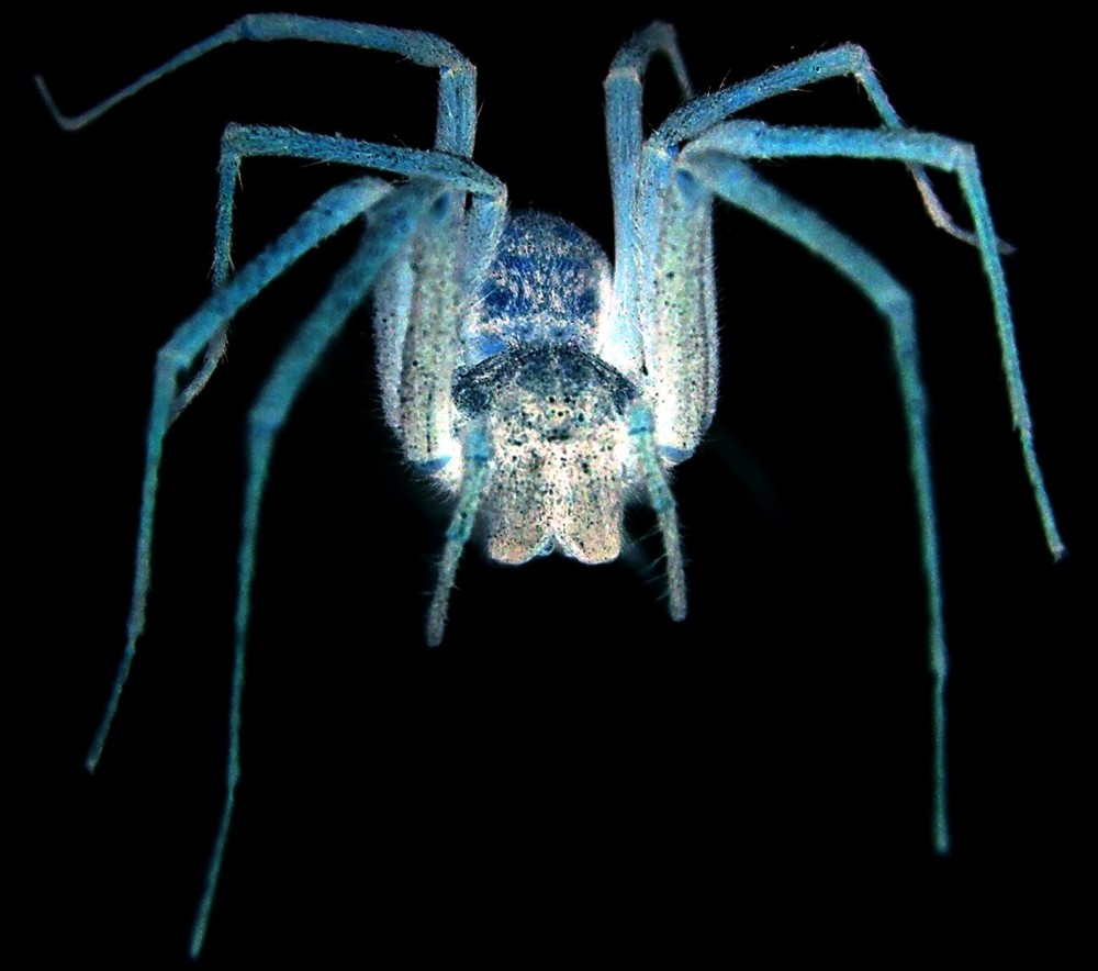 Hausspinne