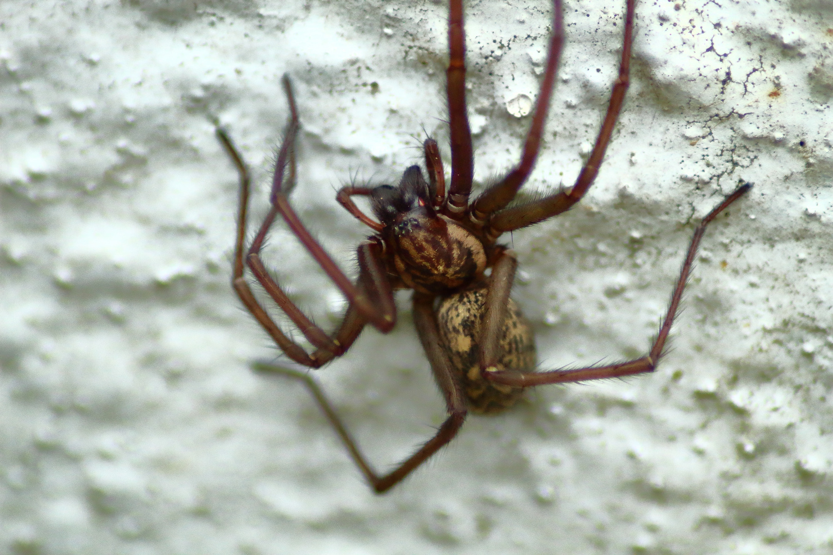 Hausspinne 