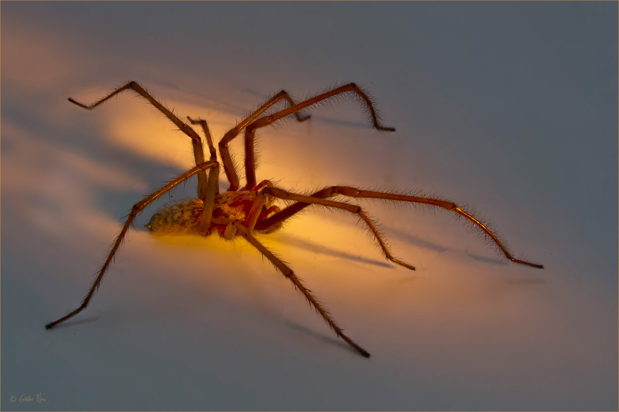 Hausspinne