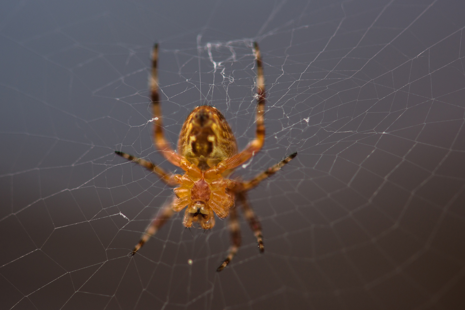 Hausspinne, 5 mm gross