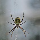 Hausspinne