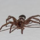 Hausspinne